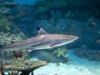 70 POSTO UGROŽENO: Istraživanje otkrilo koliko vrsta morskih pasa ima u Jadranu, iznenadit ćete se