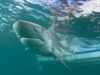TRAGEDIJA NA LJETOVANJU: Žena preminula nakon napada morskog psa, porodica ju je pokušala spasiti...