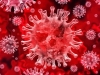 TAMAN KAD SE MISLILO DA JE GOTOVO: Znanstvenici otkrili novi soj koronavirusa u šišmišima koji bez problema zaobilazi cjepiva i napada ljudske stanice…