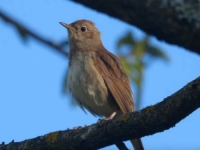 HIT NA INTERNETU: Kako ptice cvrkuću u Mostaru, oduševit će vas video