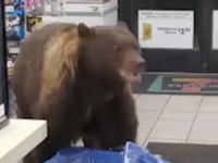 PROBIRLJIVA ZVIJER: Medvjed ušao u prodavnicu i ukrao bombone (VIDEO)