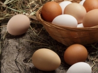 OVO TREBAMO ZNATI O SALMONELI I SALMONELOZI: Važni koraci u prevenciji