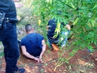 MUNJEVITA POLICIJSKA AKCIJA U HERCEGOVINI: Pronađene 93 stabljike marihuane, uhapšen...