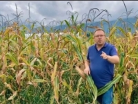 LIPOVAČA SE, MOŽDA, VRAĆA NA POLITIČKU SCENU: 'Kažu nemoj iz kuruza, hoću iz kuruza...' (VIDEO)