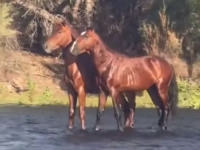 PRKOSE ZAKONIMA FIZIKE: Snimak dva konja zbunio korisnike društvenih mreža - 'Kako je ovo moguće?' (VIDEO)