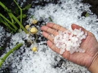 ŠTETA NA POLJOPRIVREDNIM KULTURAMA: Proglašeno stanje elementarne nepogode za dijelove Livna