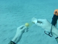 EKSPERIMENT KOJI JE ZANIMAO SKORO 60 MILIONA LJUDI: Šta se dogodi kad se jaje razbije na dnu mora