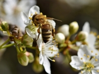 ČUDO PRIRODE IZ BiH: Pčelinji otrov iz Kozarca za američku farmaceutsku industriju