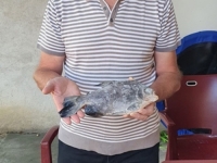 DUG PUT IZ JUŽNE GVINEJE: Ribolovac u Savi upecao piranu