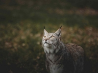 IMPRESIVNO: Lovci uslikali rijetku zvijer kod Kotor Varoša (FOTO)