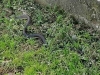 NESTVARAN PRIZOR IZ BANJE LUKE: Ogromna zmija snimljena u blizini željezničke stanice...