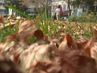 DETALJI DERATIZACIJE: Sarajlije se sve više žale na zmije, glodare, žohare