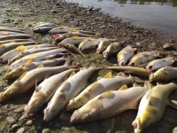 EKOLOŠKA KATASTROFA: Pomor ribe u Drini, ribolovna udruženja apeluju na nadležne da otkriju uzrok