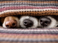 UGINUO NAJSTARIJI PAS NA SVIJETU: Ženka foksterijera doživjela je duboku starost, hranili su je mačjom hranom....