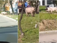 DOMAĆA ŽIVOTINJA NAPRAVILA SHOW: Odbjegla svinja iznenadila vozače i prolaznike u Tuzli (VIDEO)