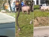 DOMAĆA ŽIVOTINJA NAPRAVILA SHOW: Odbjegla svinja iznenadila vozače i prolaznike u Tuzli (VIDEO)