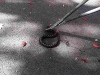 ZAVRŠENA DVODNEVNA POTRAGA: Na dječijem igralištu u Sarajevu uhvaćena zmija (FOTO)