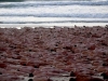 'BILA MI JE ČAST DOĆI OVDJE': Na najpoznatijoj plaži Australije okupilo se oko 2500 golih ljudi, razlog će vas iznenaditi (FOTO)