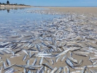 MISTERIJ NA ČUVENOJ PLAŽI: More na obalu izbacilo na hiljade mrtvih riba, pokrenuta istraga...