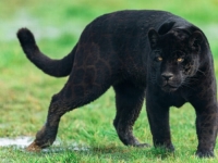 UZBUNA U SUSJEDSTVU: U vojvođanskim šumama viđena crna pantera, izdano hitno upozorenje