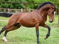 JOŠ JEDNO BLAGO BiH PRED UPISOM: U decembru UNESCO odlučuje o upisu Nevesinjske olimpijade i Tradicije uzgoja konja lipicanera