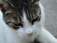 MAČE KOJE JE ŠOKIRALO VETERINARE: Nikada nisu vidjeli ništa slično (FOTO)