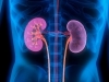 TRIK JE VRLO JEDNOSTAVAN: Kako spriječiti velike probleme s bubrezima, jednim od najvažnijih organa u ljudskom tijelu…