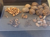 NEVJEROVATNO OTKRIĆE ITALIJANSKIH ARHEOLOGA: Grickalice stare 1.900 godina pronađene u kanalizaciji ispod Koloseuma (FOTO)