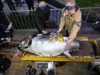 AUKCIJSKA PIJACA: Tuna na pijaci u Japanu prodata za 257.000 eura
