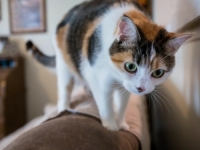 AKO ŽELITE (N)OVOG LJUBIMCA: Sve što trebate znati prije nego što mačka dođe u vaš dom