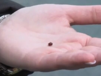 NAJEZDA U SARAJEVU: Zašto su stjenice noćni insekti i koliko su opasni?