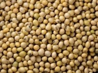 UTJEČE I NA KRVNE SUDOVE: Namirnica koja smanjuje nivo lošeg holesterola