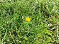 SASVIM DRUGAČIJI PRVI DAN NOVE GODINE: Umjesto bijelog pokrivača i grudvanja, uživamo u cvijeću (FOTO)