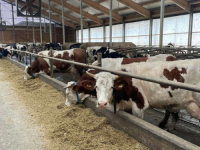 IZVANREDAN USPJEH BH. KOMPANIJE: Farma mlijeka u Kalesiji proizvodi struju iz organskog otpada