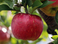 SAVJETI IZ DJETINJSTVA NA REVIZIJI: Zašto jabuke ne treba guliti?