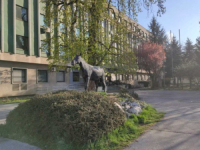 LOŠE VIJESTI SA VETERINARSKOG FAKULTETA: Studenti se zarazili Q groznicom, praksa odmah obustavljena