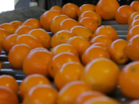 ČUDO PRIRODE: Evo šta će se dogoditi vašem organizmu ukoliko svaki dan budete jeli jednu narandžu...