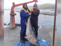 VELIČANSTVEN ULOV U NEUMU: Ulovljena tuna teška 85 kilograma (FOTO)