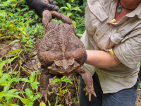 NEVJEROVATNO: Pronađena rekordno velika žaba krastača, teška je čak...