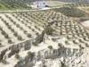 APOKALIPTIČNI PRIZORI IZ TURSKE: Zemljotres doslovno prepolovio maslinjak (VIDEO)