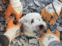 HIT NA INTERNETU: Pogledajte akciju spašavanja psića koji je proveo 60 sati pod ruševinama zgrade u Turskoj (VIDEO)