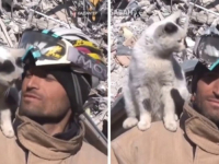 DIRLJIV PRIZOR: Mačka koja je spašena nakon potresa u Turskoj ne želi se maknuti od svog spasitelja, pogledajte (VIDEO)