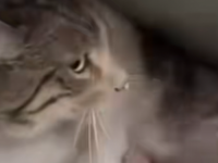 SRCEPARUJUĆE SLIKE KOJE OBILAZE SVIJET: Muškarac iz ruševina izvlači mačku i plače (VIDEO)