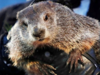 SLAVNI MRMOT IZAŠAO IZ JAZBINE: Phil otkrio kad nam stiže proljeće (VIDEO)