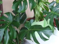 AKO SU SE U VAŠEM DOMU POJAVILI VLAGA I KONDENZ: Ove kućne biljke će riješiti problem