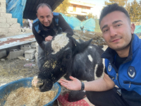 U DOBROM ZDRAVSTVENOM STANJU: Ispod ruševina nakon 17 dana spašena krava