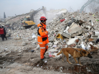 PSI SU NEZAMJENJIVI POMOĆNICI: Uz pomoć psa Alfe ekipe su izvukle 20 povrijeđenih ispod ruševina u Turskoj