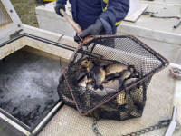 PODACI FEDERALNOG MINISTARSTVA POLJOPRIVREDE: U FBiH se godišnje proizvede 2.000 tona konzumne ribe