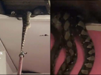 VATROGASCI SRUŠILI STROP KAKO BI UKLONILI ZMIJU: Uslijedio prizor kakav nisu mogli ni sanjati (VIDEO)