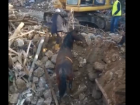 BIO ZAROBLJEN IZMEĐU BETONSKIH BLOKOVA: Konj ispod ruševina proveo 21 dan, ipak, preživio je zemljotres (VIDEO)